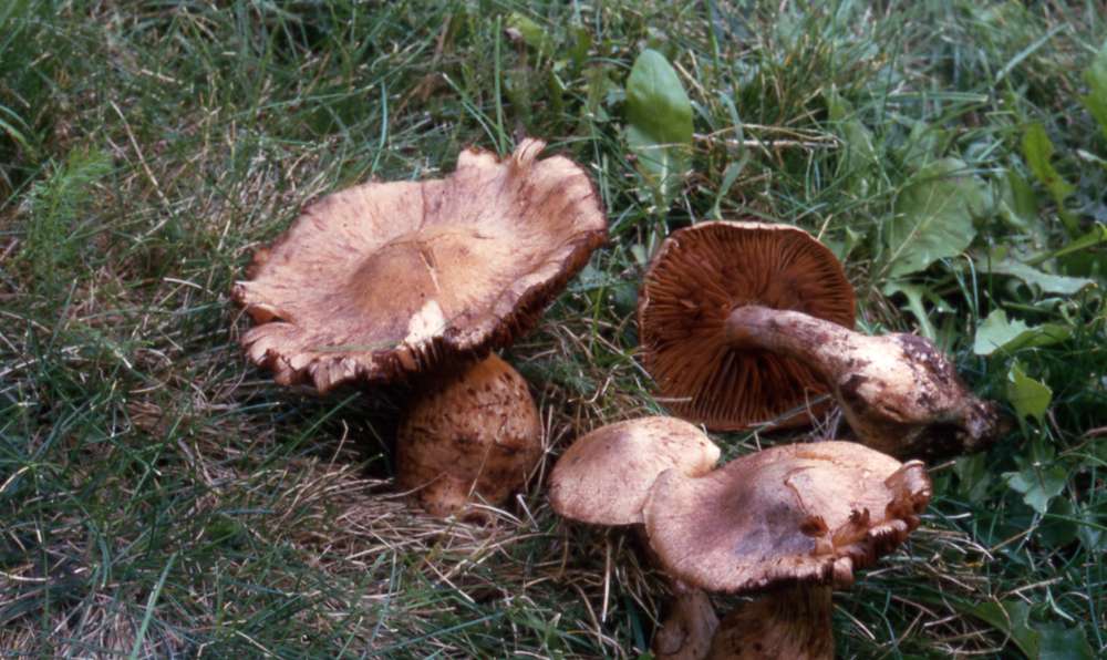 Provocazione? no, solo curiosit�! (cfr. C. callisteus)